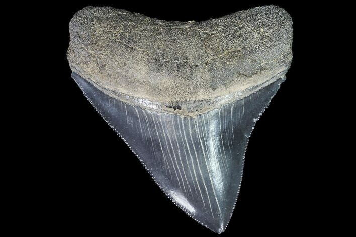 Serrated, Fossil Megalodon Tooth - Georgia #88668